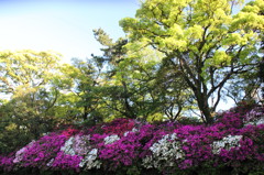 Green and colors2
