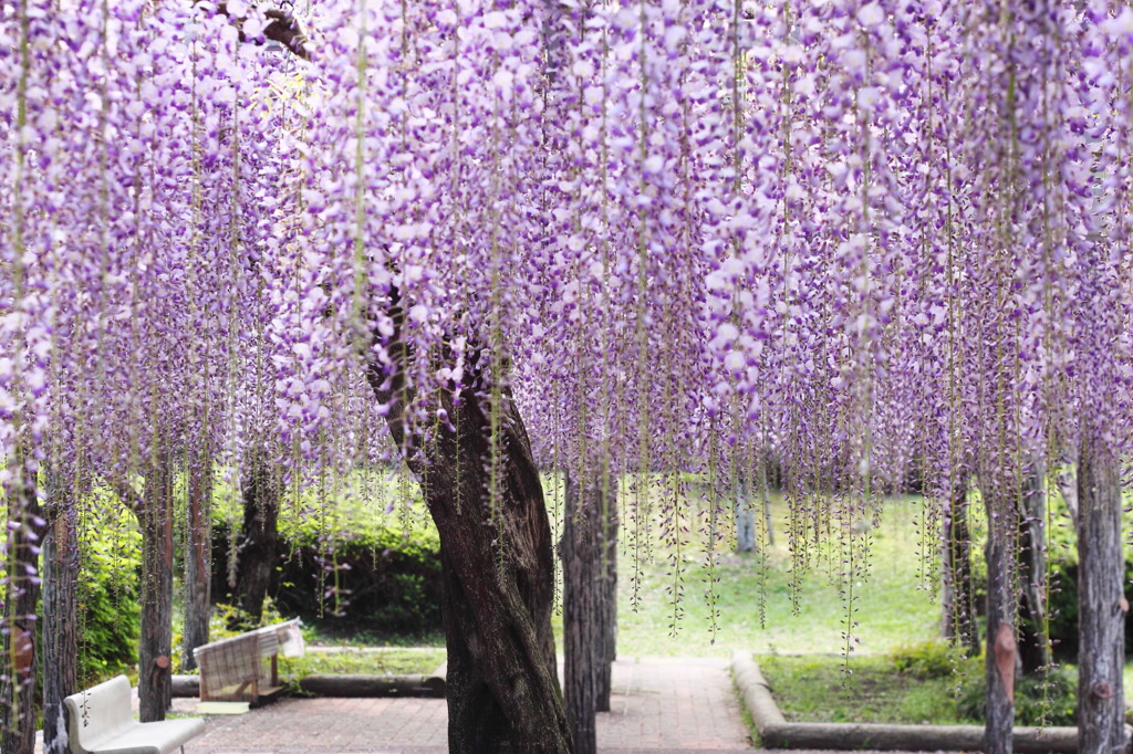 Twist wisteria tree