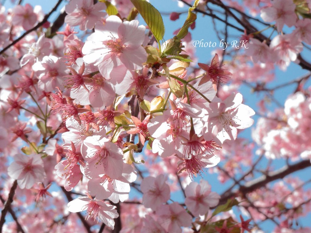 河津桜まつり・満開