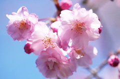 Double-flowered cherry blossoms