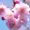 Double-flowered cherry blossoms