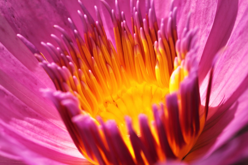 Beautiful centre of a Water Lily