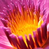 Beautiful centre of a Water Lily