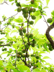 Plum fluits