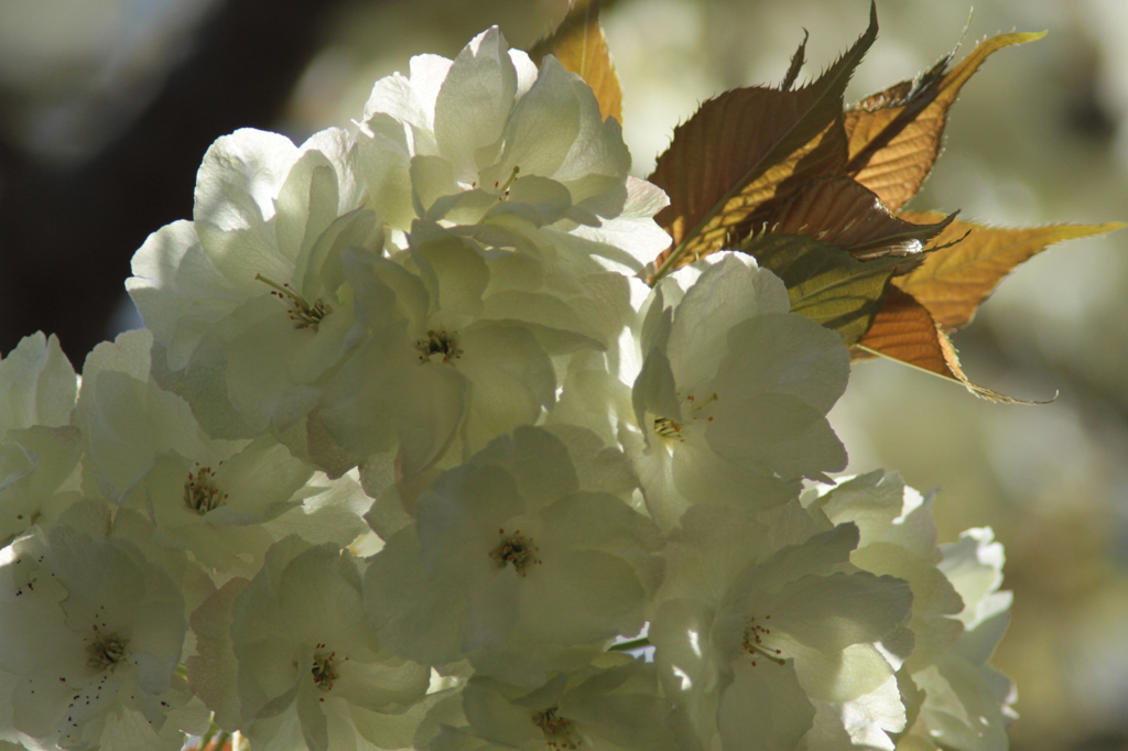 八重の桜（鬱金桜）