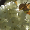 八重の桜（鬱金桜）