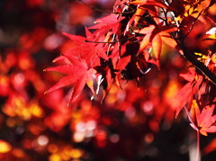 Full of Red