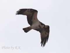 「魚はおらんかの～その2」