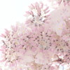 Wisteria5 pastel