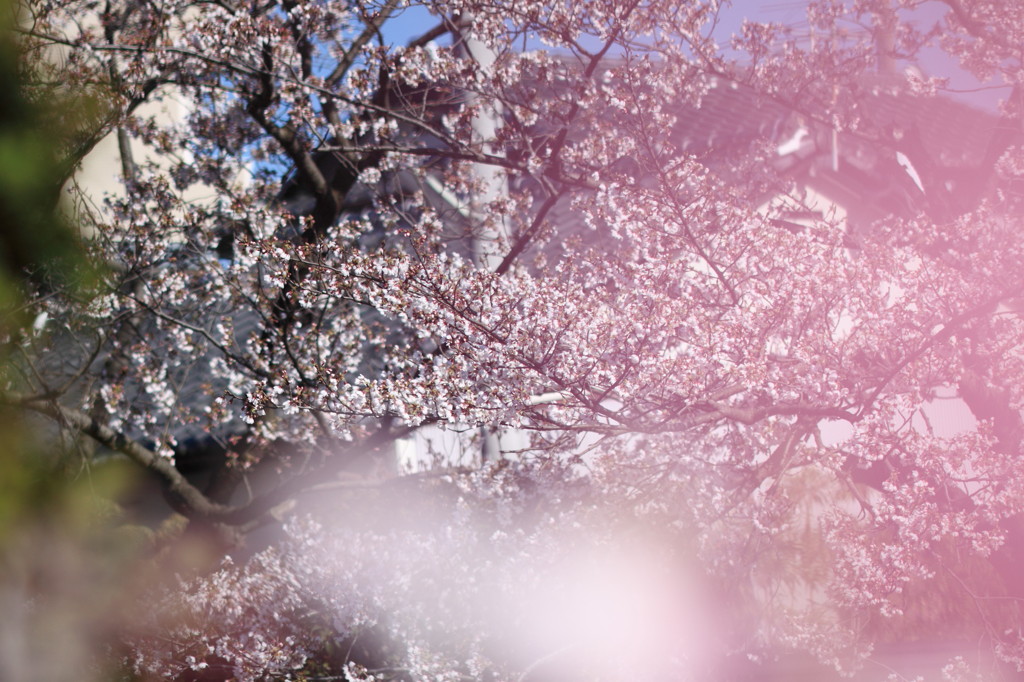 bokeh of the spring colors