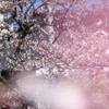 bokeh of the spring colors