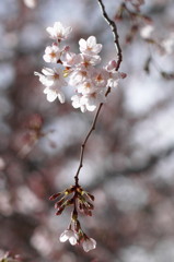 桜飾り