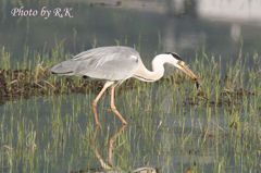 アオサギの朝ごはん