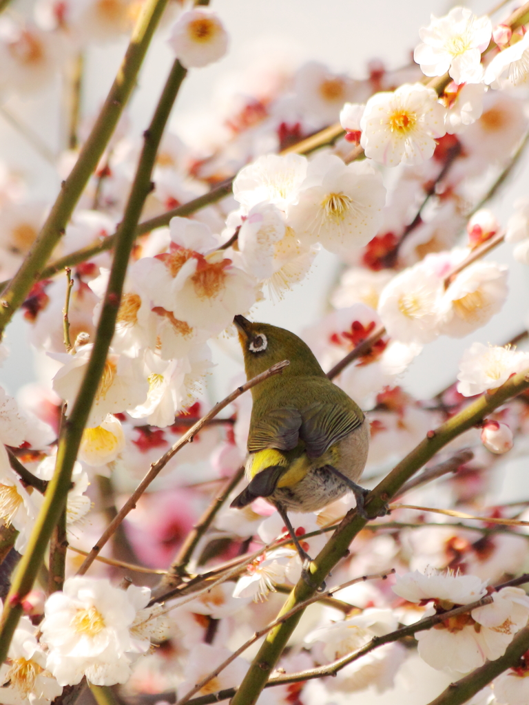 White-eye in white