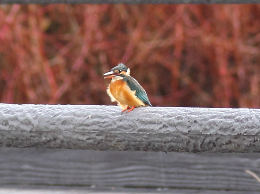 カワセミ soon after