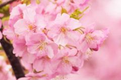 Kawazu-Zakura-Spring Color-
