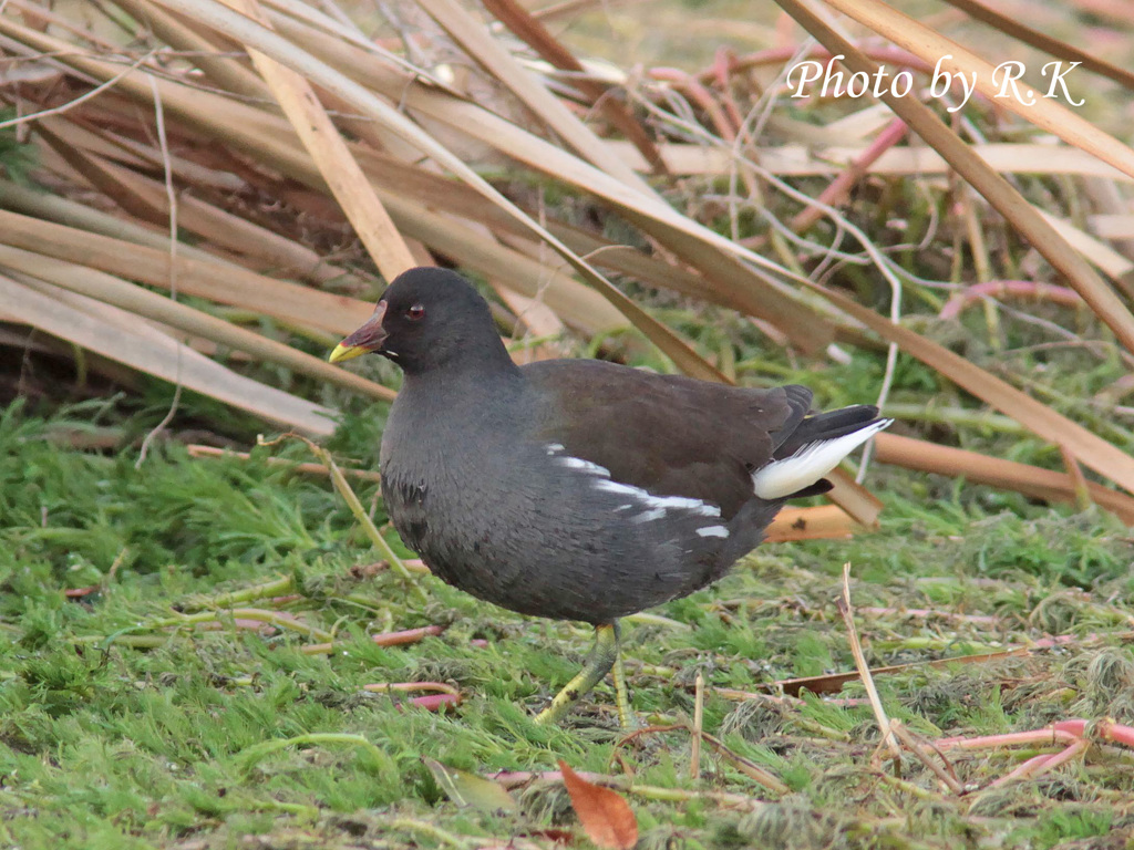 バンちゃんの日常（成鳥・ごはん食べよ・・・）