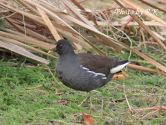 バンちゃんの日常（成鳥・ごはん食べよ・・・）