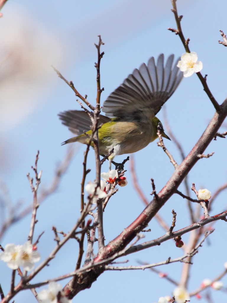 White-eye began to fly