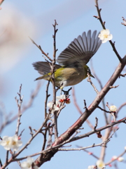 White-eye began to fly