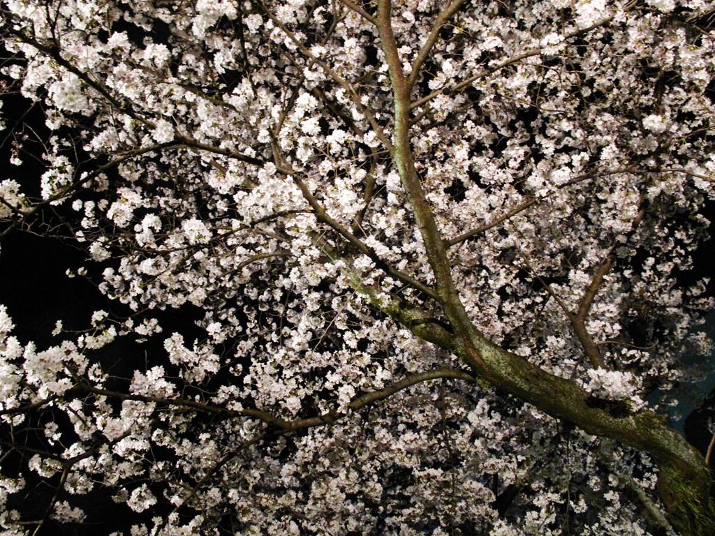 夜桜闇を照らす