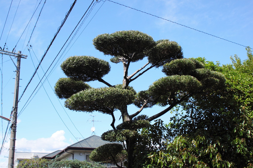 A botanical art in the town