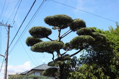 A botanical art in the town