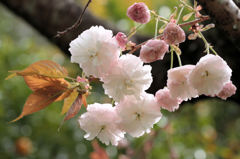 八重の桜（普賢象）