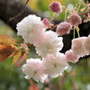 八重の桜（普賢象）