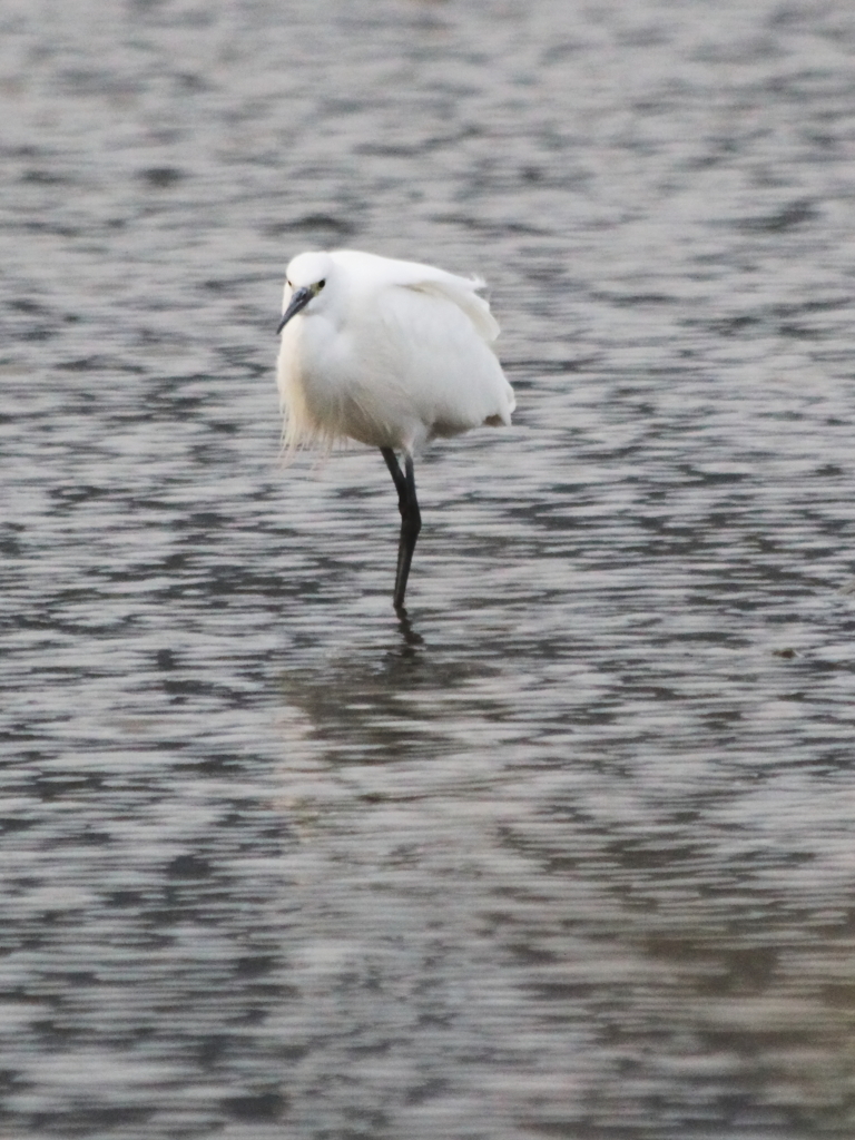 A little egret　コサギ