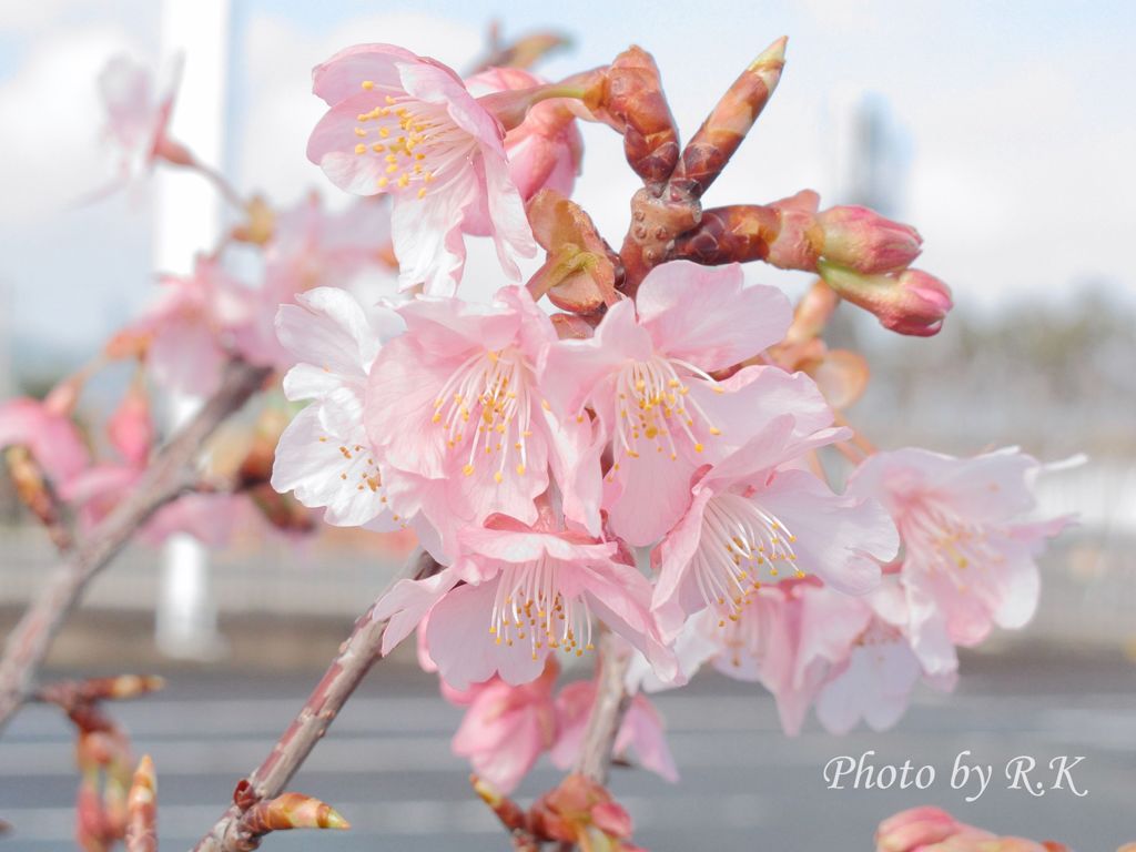 三島の河津桜
