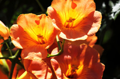 Chinese tranpet flowers