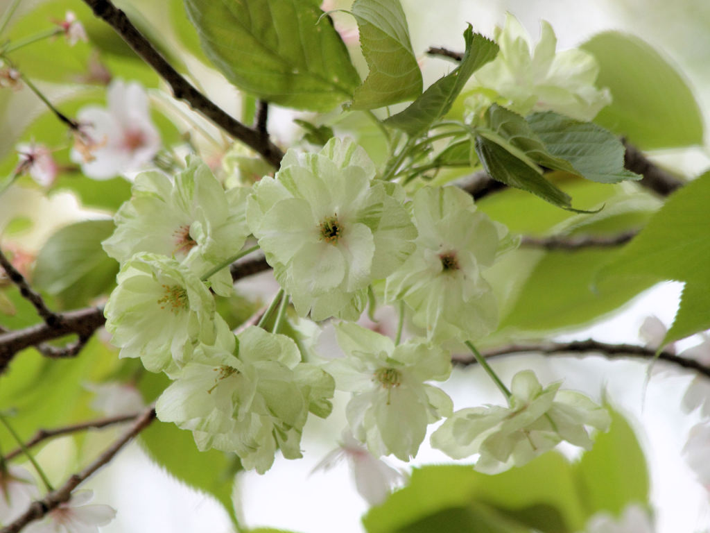 八重の桜（御衣黄）