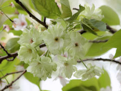 八重の桜（御衣黄）