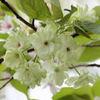 八重の桜（御衣黄）
