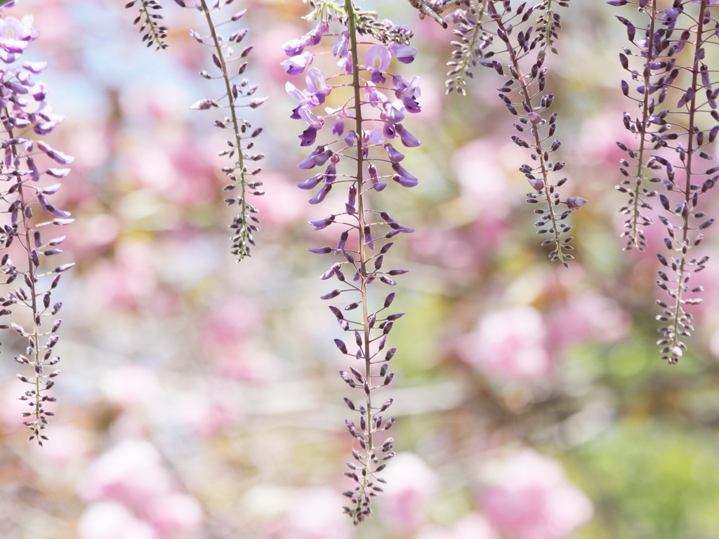 Wisteria14