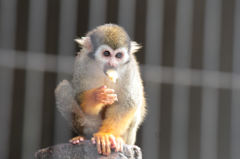 In a zoo. 小さなサル