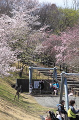 桜のこども広場