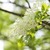 零れる白　輝く緑