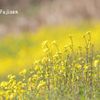 黄色に染まった川の土手