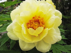 Tree-peony