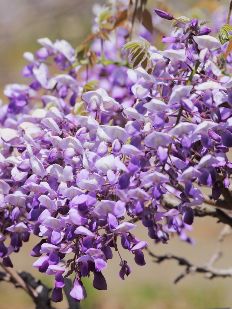 Wisteria16