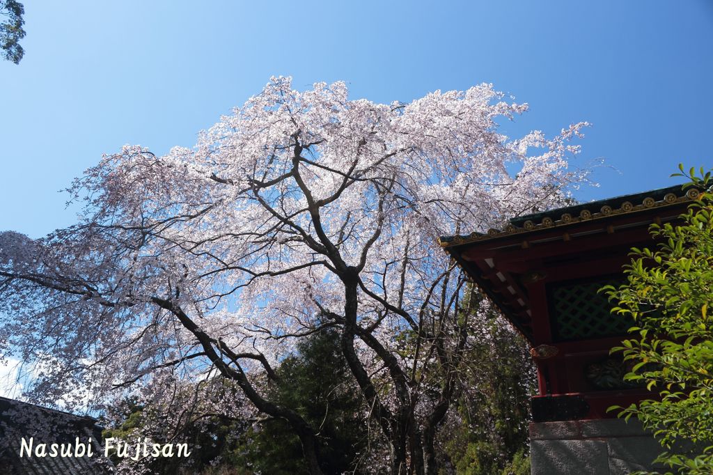 春の久能山東照宮