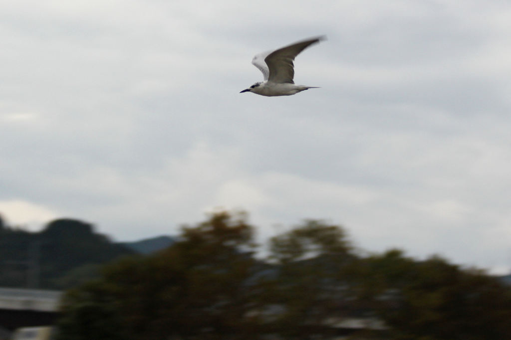 この鳥なあに？（一応流し撮り）