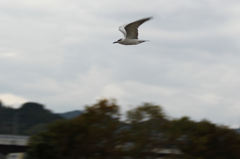 この鳥なあに？（一応流し撮り）