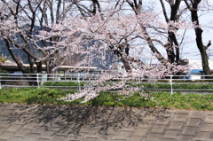 Weeping branches and shadows
