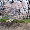 Weeping branches and shadows