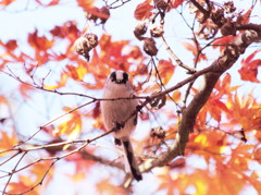 枯葉も惚れる「ぽにょ」