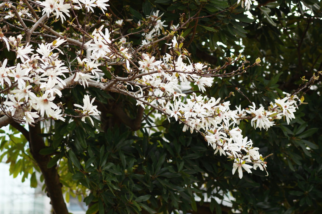 クロコガネモチ2