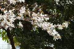 クロコガネモチ2